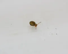 Sminthurinus henshawi thumbnail 1