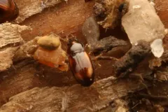 Elaphropus incurvus thumbnail 3