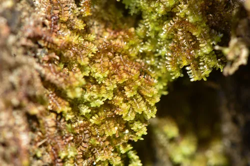 Blunted Earwort