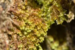 Blunted Earwort thumbnail 1