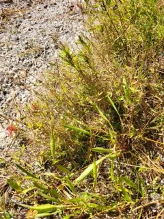 Wright's Rosette Grass thumbnail 2