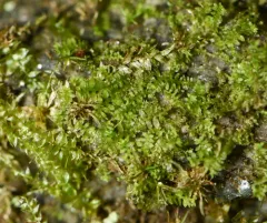 Sharp-pointed Earwort thumbnail 4