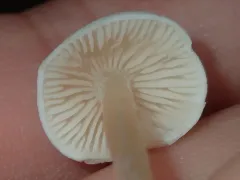Entoloma subochraceum thumbnail 2
