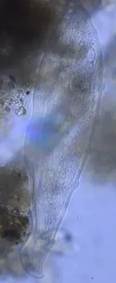 Loxophyllum meleagris thumbnail 2
