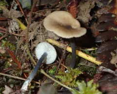 Entoloma subrubineum thumbnail 1