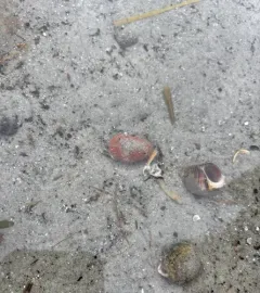 Snail Fur thumbnail 2