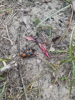 American Burying Beetle thumbnail 2
