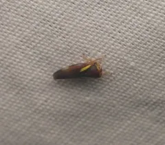 Balcanocerus provancheri thumbnail 3