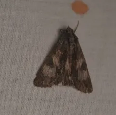 Merry Graphic Moth thumbnail 3