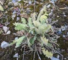 Nodding Locoweed thumbnail 2