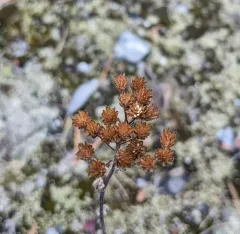 Boreal Yarrow thumbnail 3