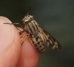 Chrysops discalis thumbnail 2