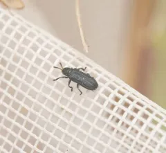 Anisostena californica thumbnail 2