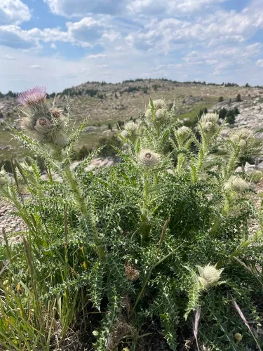 Murdock’s Thistle