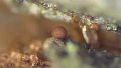 Gulielmina vermicularis thumbnail 1