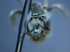 hoary sweat bee thumbnail 2