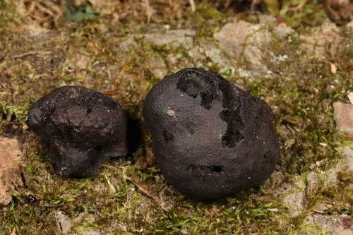 Cosmospora khandalensis