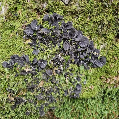 peppered pelt lichen