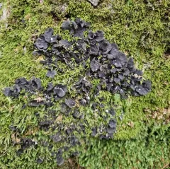 peppered pelt lichen thumbnail 1
