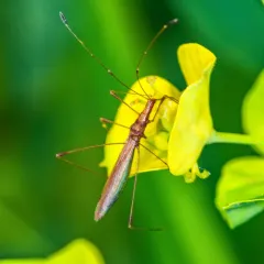 Neoneides muticus thumbnail 1