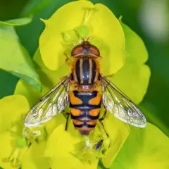 Shiny Bog Fly thumbnail 2