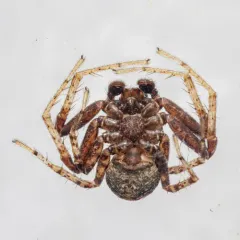 Xysticus gulosus thumbnail 2