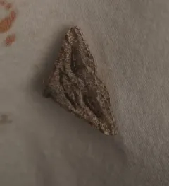 Shaded Granite Moth thumbnail 2