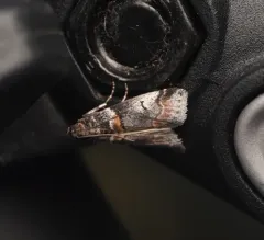 Tricolored Acrobasis Moth thumbnail 3