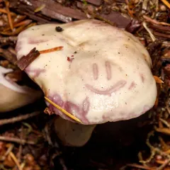Lactarius pallescens thumbnail 2