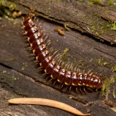 Nearctodesmus insulanus thumbnail 3