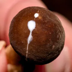 Velvety Milk Cap thumbnail 4