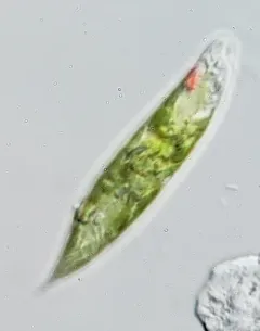 Euglena sociabilis thumbnail 2