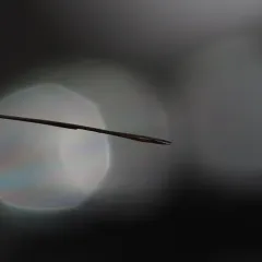 Mesostenus longicaudis thumbnail 2