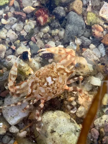 Sargassum Swimming Crab