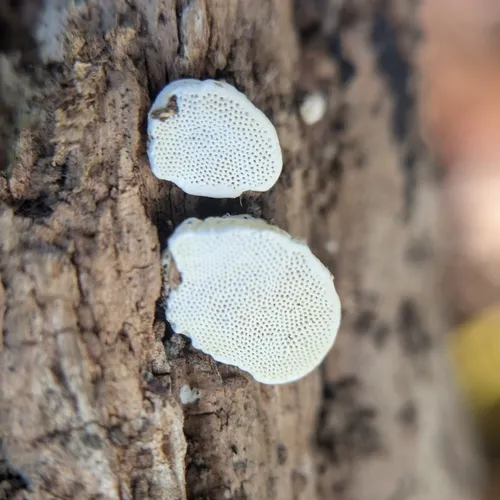 Perenniporia ohiensis