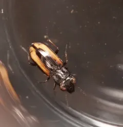 Notiophilus sylvaticus thumbnail 2