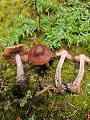 Cortinarius neofurvolaesus