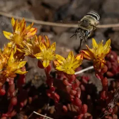 Urbane Digger Bee thumbnail 4