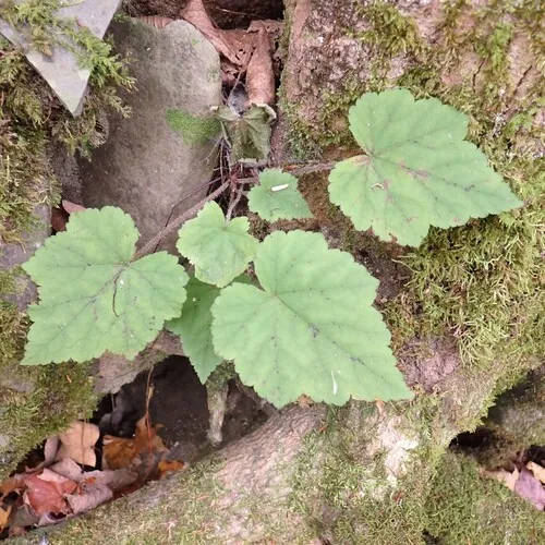 Heartleaf Foamflower