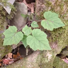 Heartleaf Foamflower thumbnail 1