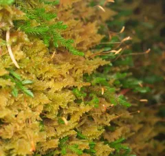 Curly Plait Moss thumbnail 2
