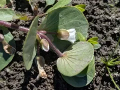 Roundleaf Water-hyssop thumbnail 2