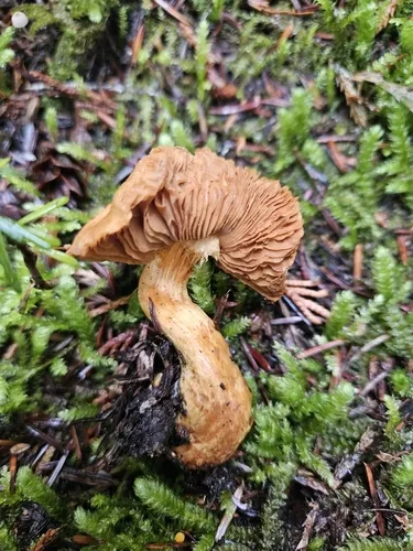 Aureonarius neocallisteus
