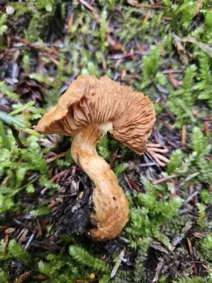 Aureonarius neocallisteus thumbnail 1