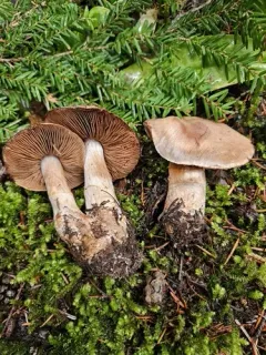 Cortinarius suberi thumbnail 2