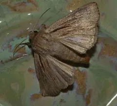 Heterodox Wainscot Moth thumbnail 2