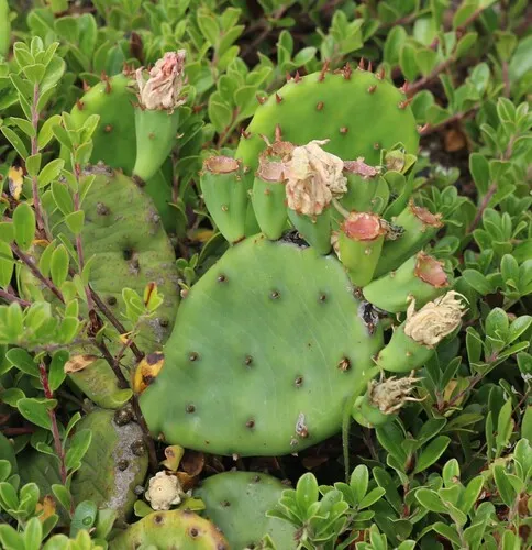 low pricklypear