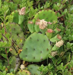 low pricklypear thumbnail 1