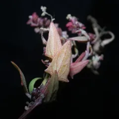 Babington's Orache thumbnail 1