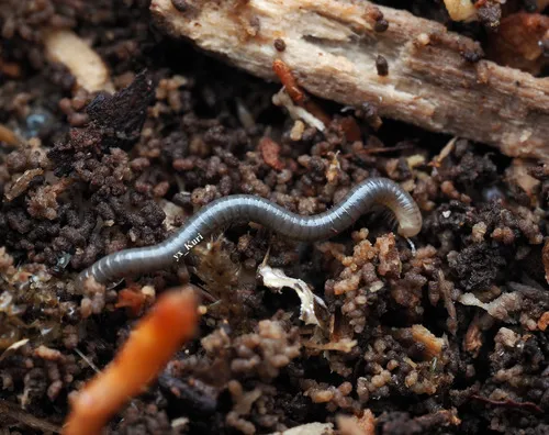 Cylindroiulus vulnerarius